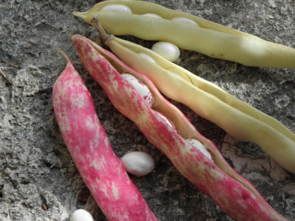 Coco roses et blalncs