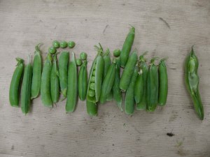 Peas from the garden